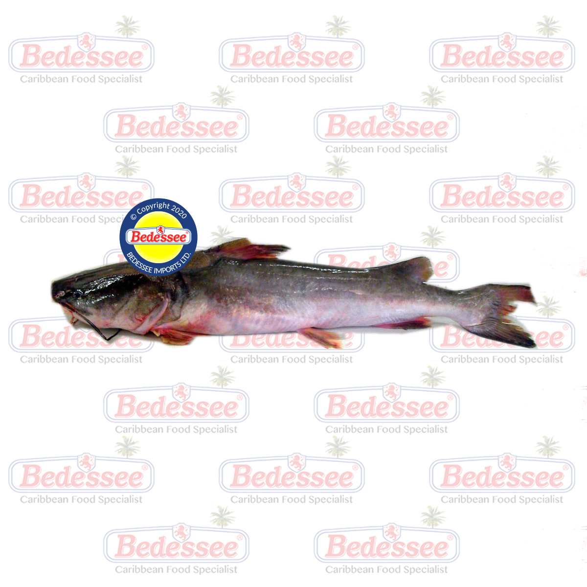 GILLBACKER 10LB UP WHOLE