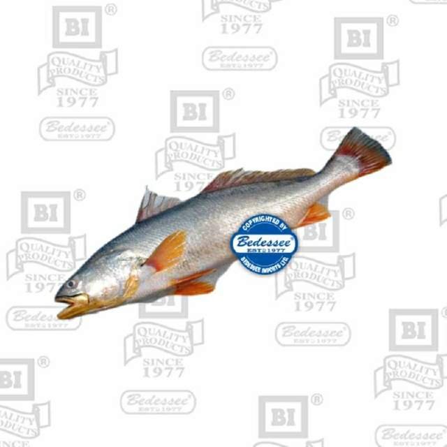 SNAPPER GOLD HEAD ON